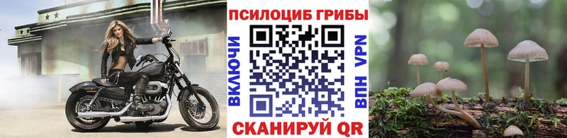 где продают   Екатеринбург  Галлюциногенные грибы Cubensis 